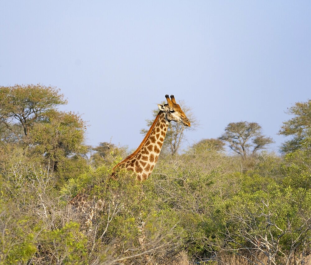 Southern giraffe (Giraffa giraffa giraffa), between trees, African savannah, Kruger National Park, South Africa, Africa