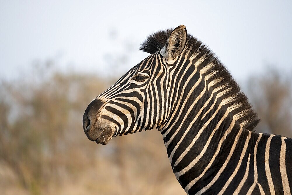 Plains zebra (Equus quagga), animal portrait, in dry grass, Kruger National Park, South Africa, Africa