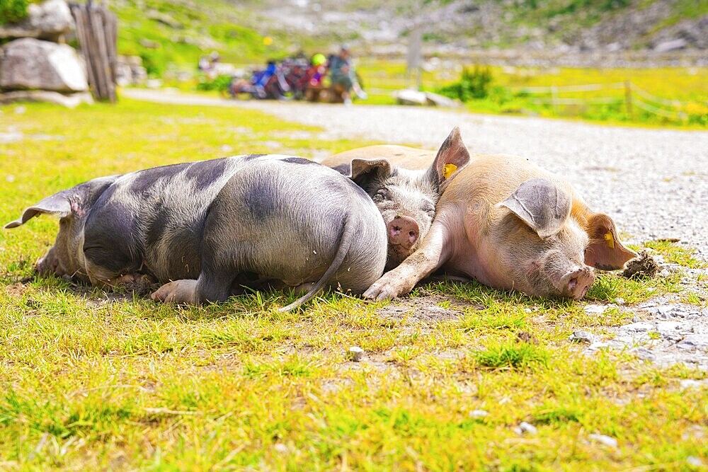 Three resting pigs cuddling on a green meadow in sunny weather in a rural mountain landscape, Klein Tibet, Zillertal, Austria, Europe