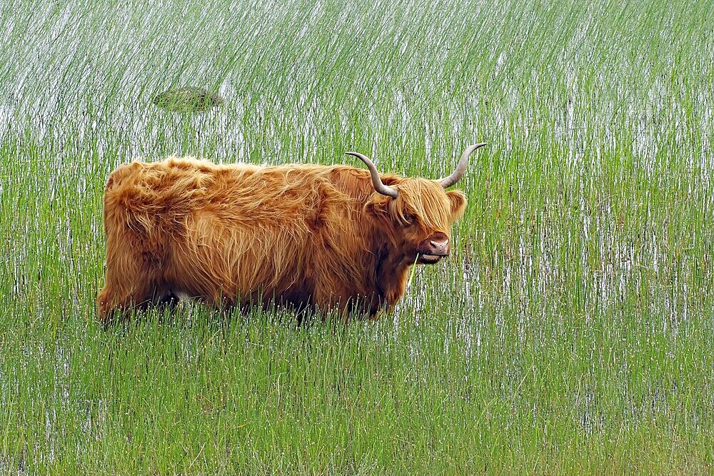 Highland cattle standing in the overgrown, shallow water of a lake, Isle of Mull, Hebrides, Scotland, Great Britain