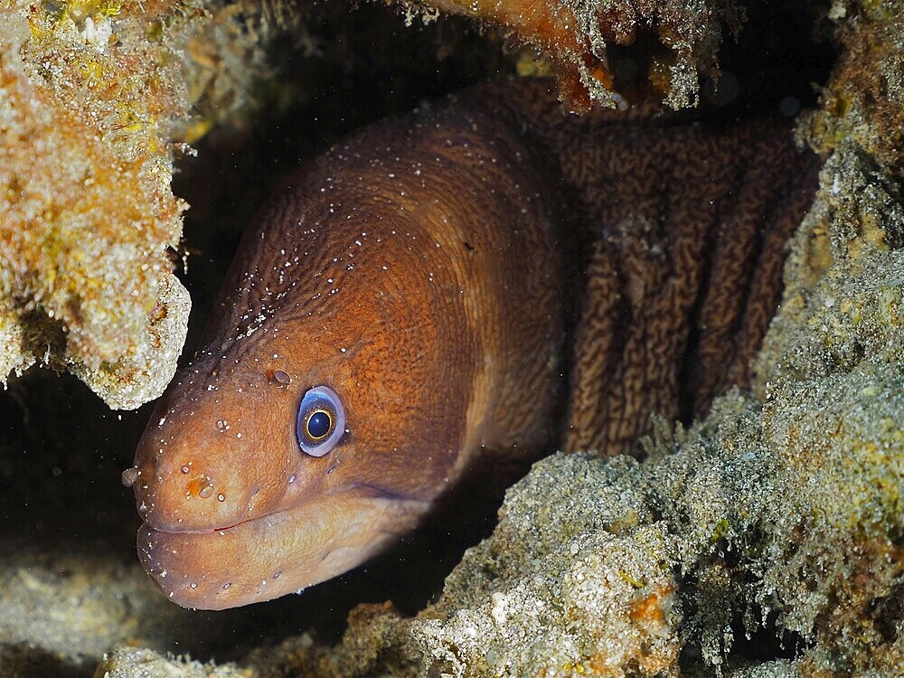 Brown moray eel, masked moray eel (Gymnothorax unicolor) with blue eye hiding in a rock formation under water. Dive site Pasito Blanco Reef, Arguineguin, Gran Canaria, Spain, Atlantic Ocean, Europe