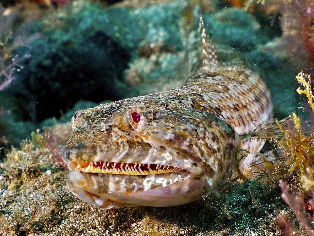 Well camouflaged fish with sharp teeth, lizardfish (Synodus saurus), on the sandy seabed. Dive site El Cabron Marine Reserve, Arinaga, Gran Canaria, Spain, Atlantic Ocean, Europe