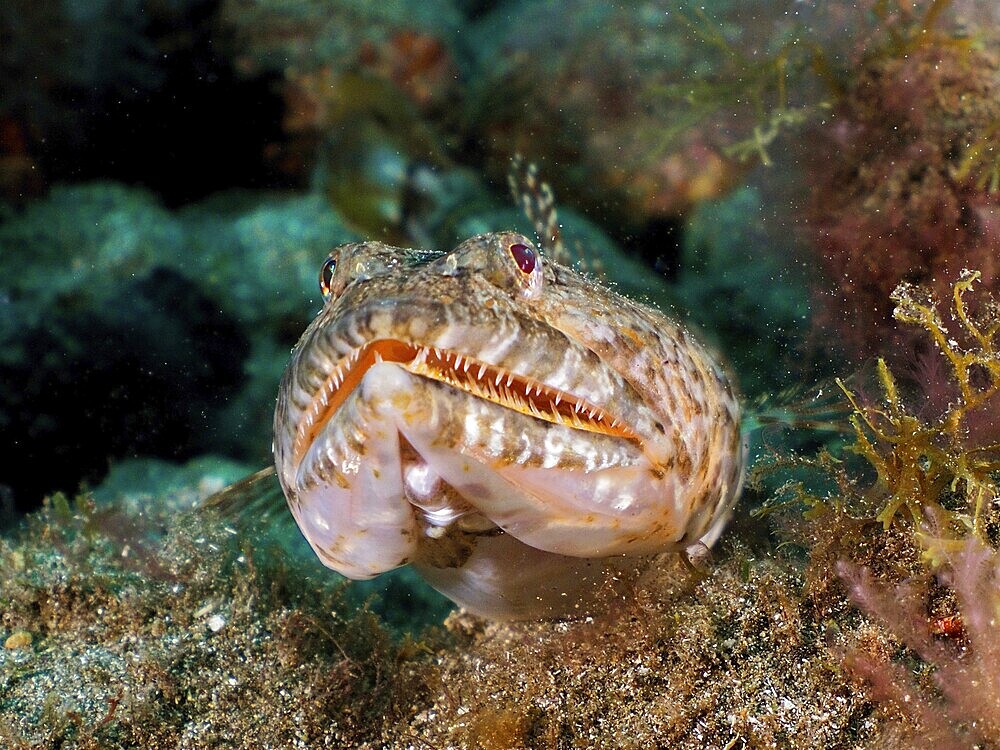 Portrait of lizardfish (Synodus saurus) with pointed teeth. Dive site El Cabron Marine Reserve, Arinaga, Gran Canaria, Spain, Atlantic Ocean, Europe