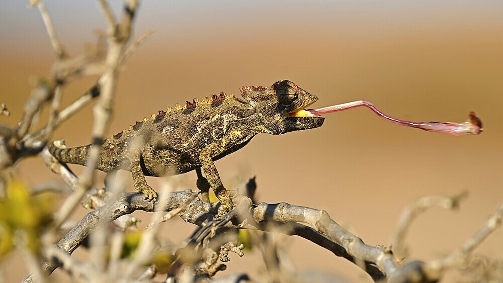 Namaqua chameleon (Chamaeleo namaquensis), catches prey with its tongue, Namib Desert near Swakopmund, Namibia, Africa