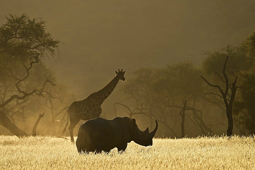 A giraffe (Giraffa camelopardalis giraffa) and a white rhinoceros (Ceratotherium simum) backlit by the low morning sun, Okapuka Ranch, Namibia, Africa