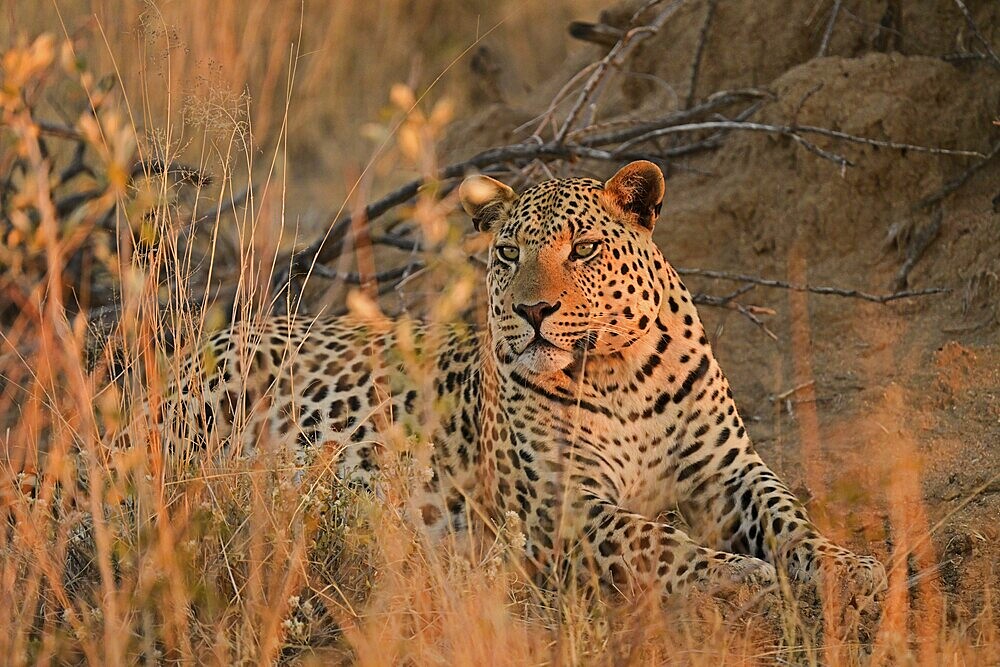 Leopard (Panthera pardus), lying in the soft evening light in the grass of the savannah, Okonjima Game Farm, Namibia, Africa