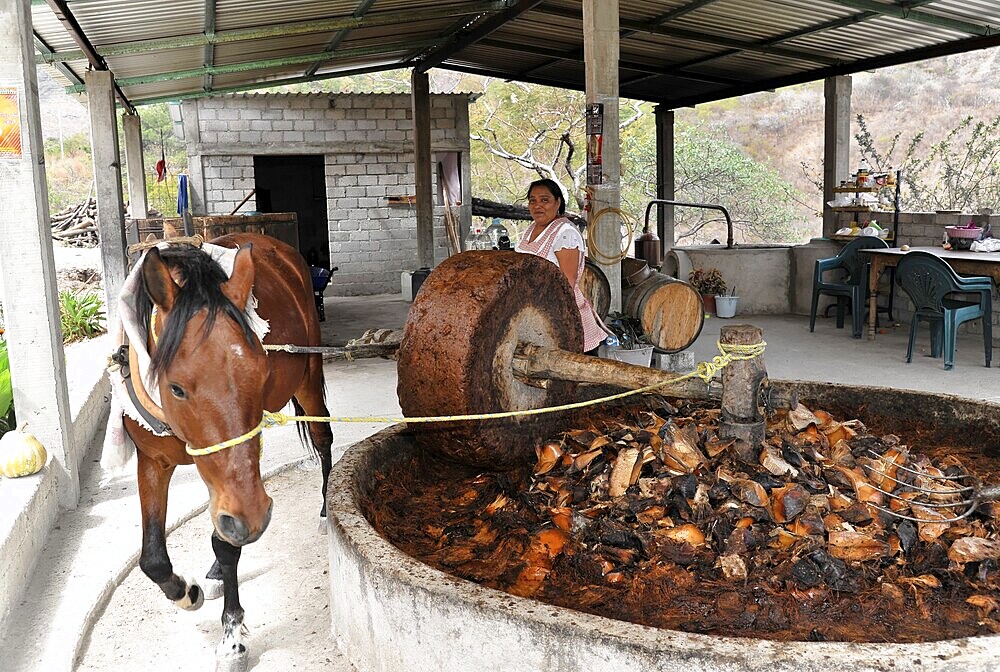 Mitla, Oaxaca, Mexico, Central America, A woman stands next to a horse working in a traditional tequila mill, Central America