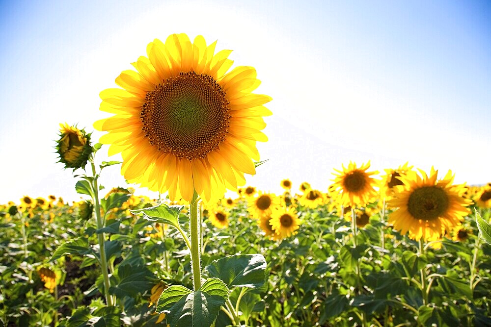 Sunflower field and blue sky background