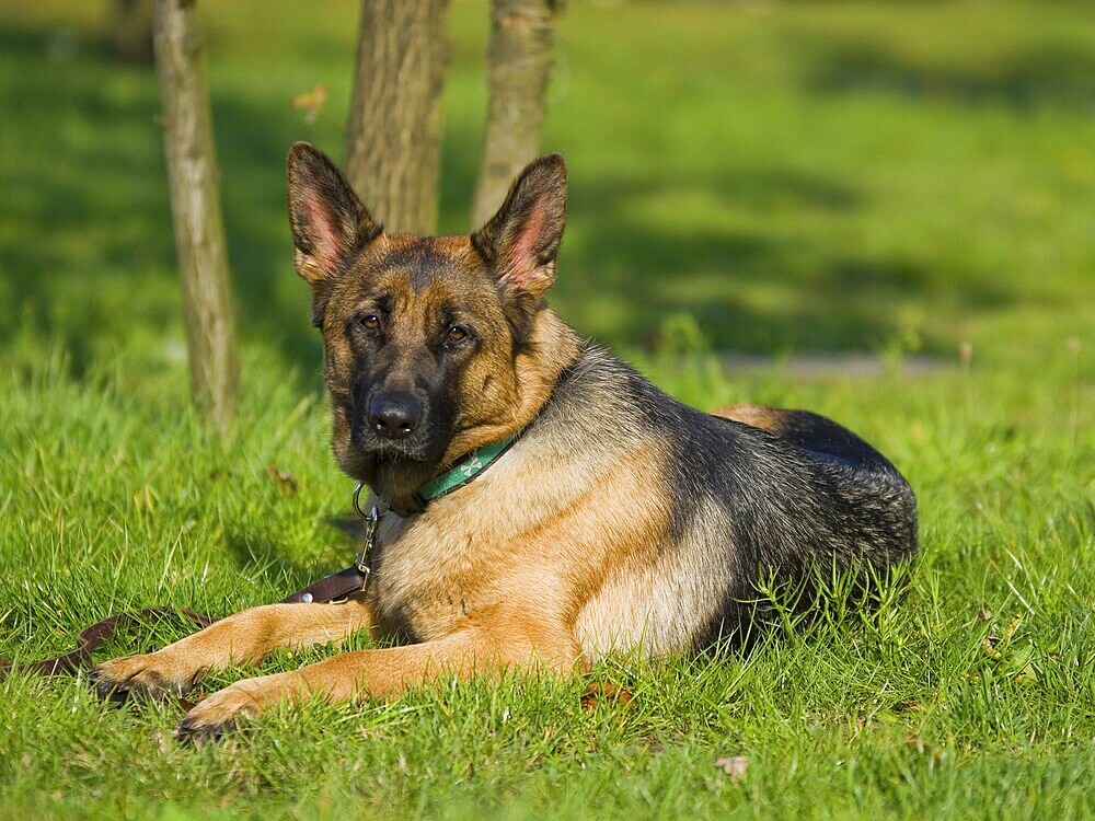 Adult German shepherd laying in the sun