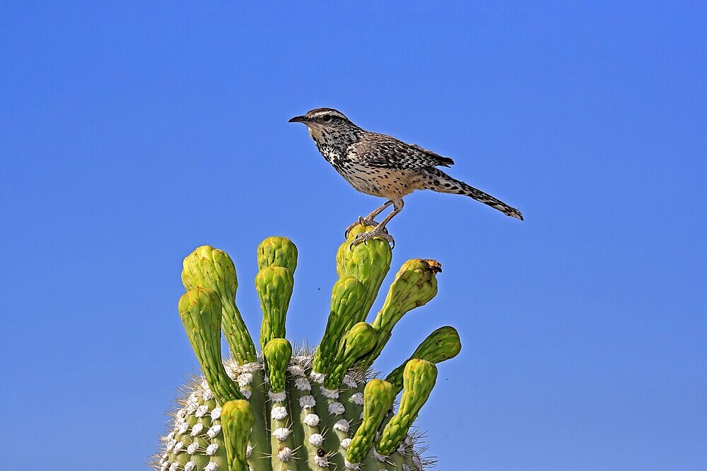 Cactus wren (Campylorhynchus brunneicapillus), adult, on saguaro cactus, Sonoran Desert, Arizona, North America, USA, North America