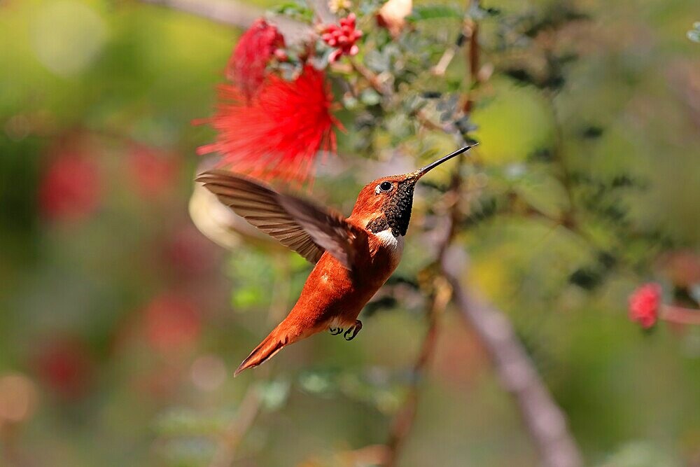 Rufous hummingbird (Selasphorus rufus), adult, male, flying, foraging, Sonoran Desert, Arizona, North America, USA, North America