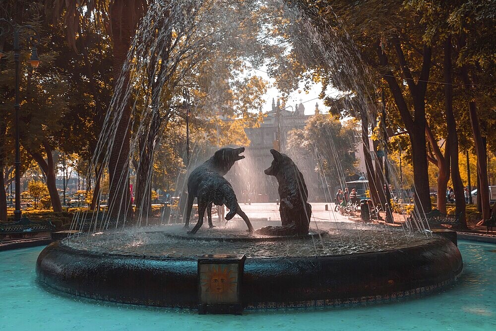 Coyoacan, Mexico City, Mexico-20 April, 2019: Drinking coyotes statue and fountain in Hidalgo Square in Coyoacan