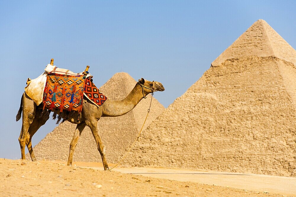 A camel walks in front of the Pyramids of Cheops and Khafre at Giza in Cairo, Egypt, Africa