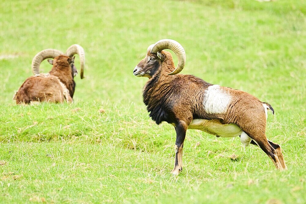 Two rams in a grassy field, one standing alert and the other grazing, Mouflon (Ovis gmelini), Wildpark Aurach, Austria, Europe