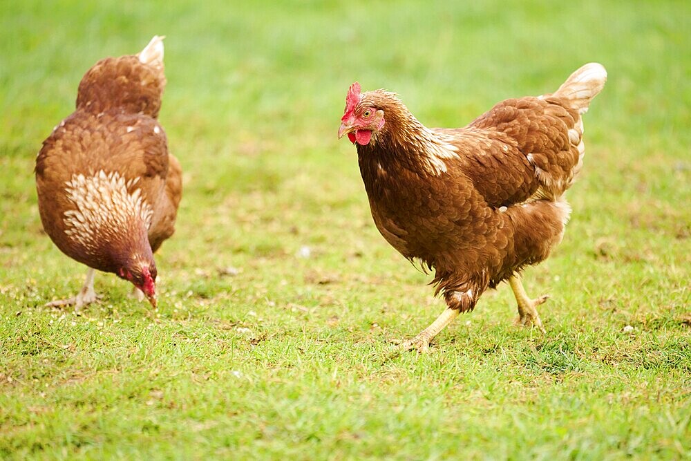 Two brown feathered chickens with red combs pecking at the ground on a grassy field, Chicken (Gallus domesticus), Austria, Europe