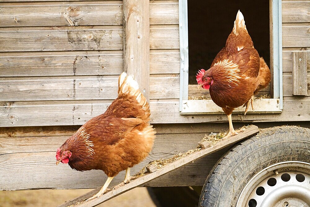 Two brown chickens walking down a ramp from a wooden coop, Chicken (Gallus domesticus), Austria, Europe