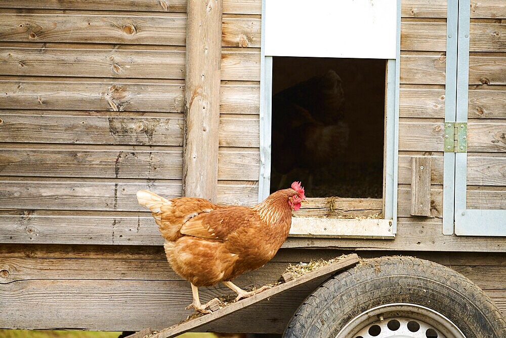 Brown chicken walking down a ramp from a wooden coop, Chicken (Gallus domesticus), Austria, Europe