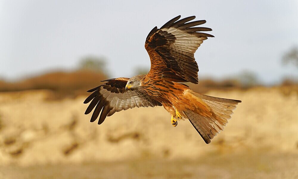 Red kite (Milvus milvus), flight, Pyrenees, Spain, Europe