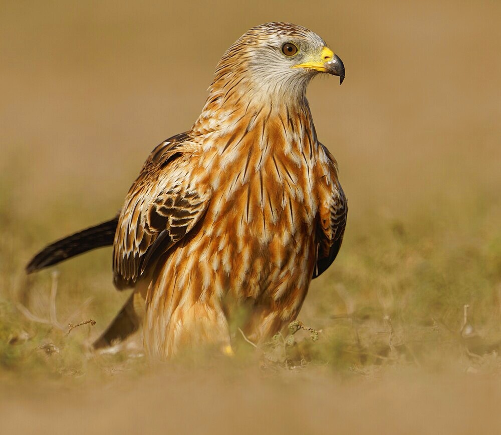 Red kite (Milvus milvus) on a dry branch, Pyrenees, Spain, Europe