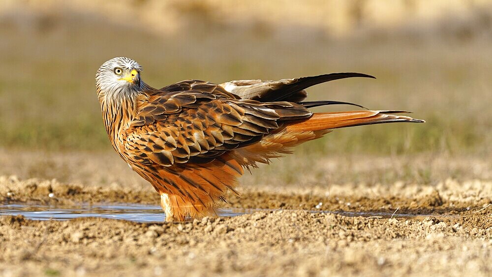 Red kite (Milvus milvus) drinking, Pyrenees, Spain, Europe