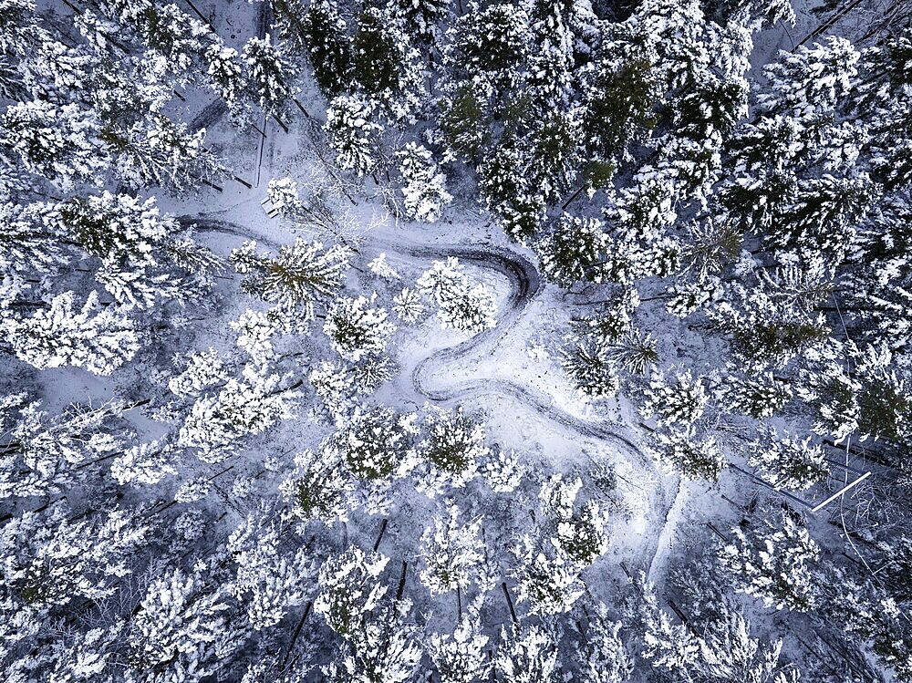 A snowy path winds through a dense forest seen from the air, aerial view, Schömberg, Black Forest, Germany, Europe