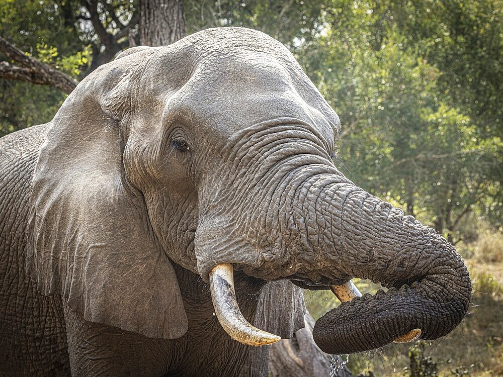 African elephant (Loxodonta africana) drinking, portrait, Manyeleti Game Reserve, South Africa, Africa