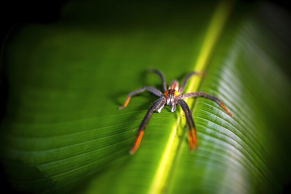 Getazi comb spider or Getazi banana spider (Cupiennius tazi), adult male sitting on a leaf at night, at night in the tropical rainforest, Refugio Nacional de Vida Silvestre Mixto Bosque Alegre, Alajuela province, Costa Rica, Central America