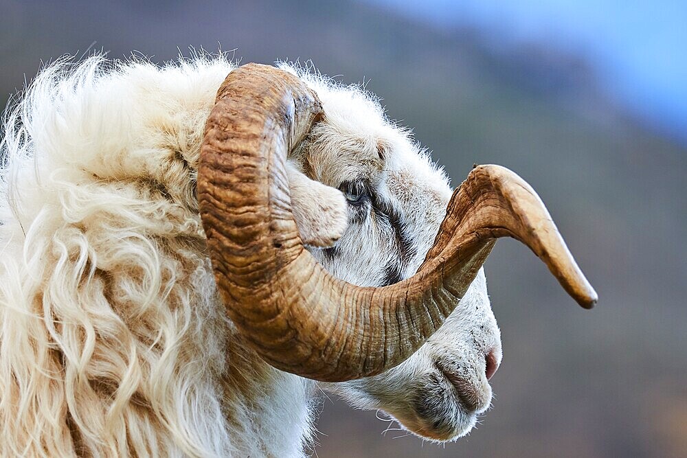 Close-up of a ram with imposing horns in front of a mountainous landscape, Lefka Ori, White Mountains, mountain massif, west, Crete, Greece, Europe