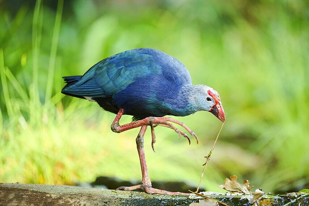 Western swamphen (Porphyrio porphyrio) walking on a rock, Bavaria, Germany, Europe