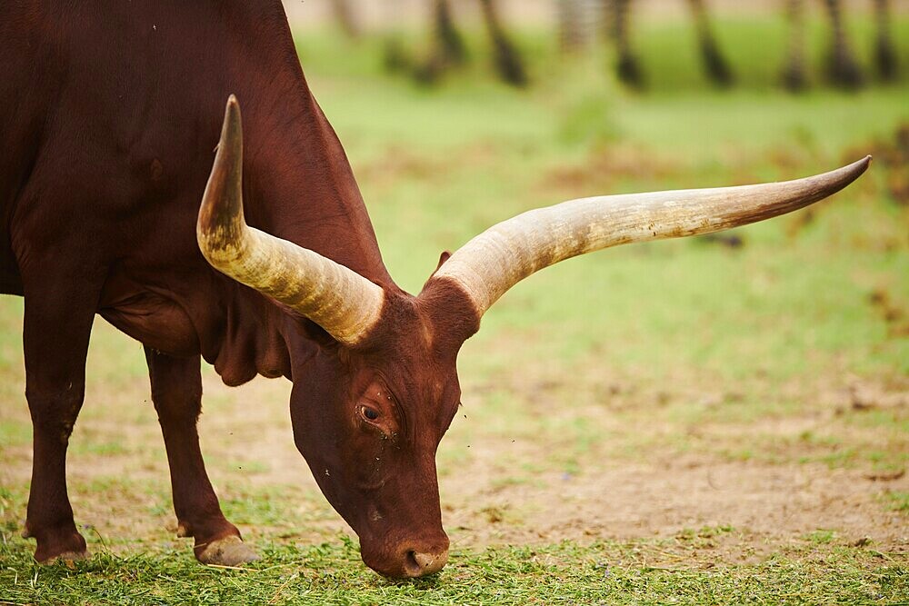 Ankole-Watusi cattle, captive, distribution Africa