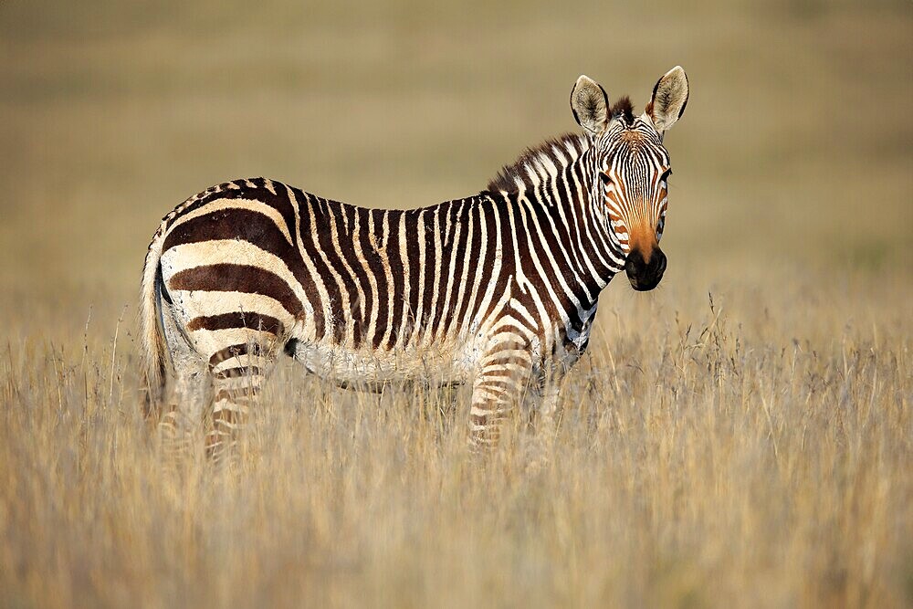 Cape Mountain Zebra (Equus zebra zebra), adult, foraging, Mountain Zebra National Park, Eastern Cape, South Africa, Africa