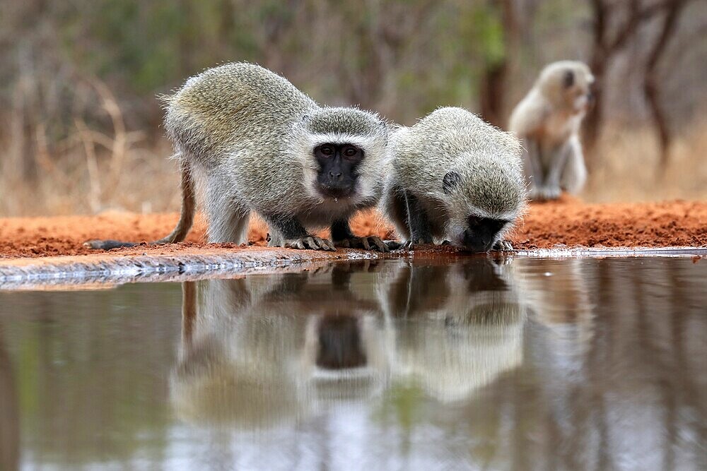 Vervet Monkey (Chlorocebus pygerythrus), adult, two animals, drinking, at the water, Kruger National Park, Kruger National Park, Kruger National Park South Africa