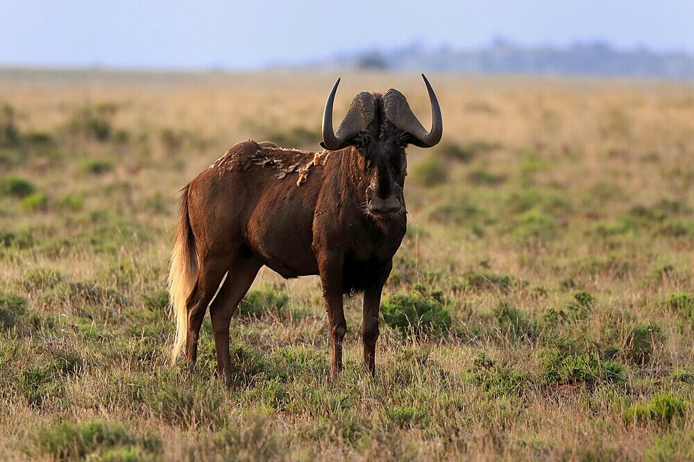 White-tailed wildebeest (Connochaetes gnou), adult, alert, Mountain Zebra National Park, Eastern Cape, South Africa, Africa