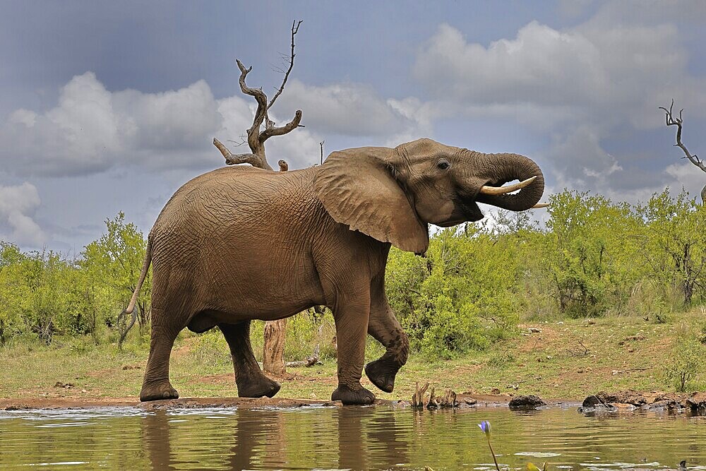 African elephant (Loxodonta africana), bull, male, at the water, drinking, Kruger National Park, Kruger National Park, South Africa, Africa