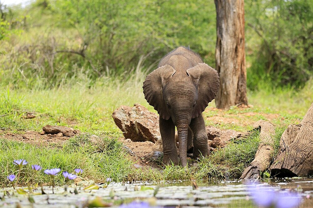 African elephant (Loxodonta africana), young animal, at the water, drinking, Kruger National Park, Kruger National Park, South Africa, Africa