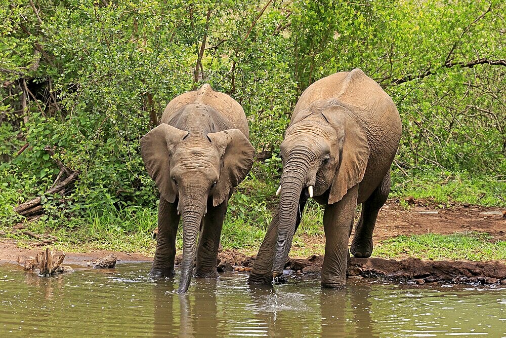 African elephant (Loxodonta africana), two young animals, at the water, drinking, Kruger National Park, Kruger National Park, South Africa, Africa