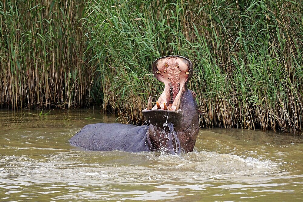 Hippopotamus (Hippopatamus amphibius), adult, in water, threatening, yawning, Saint Lucia Estuary, Isimangaliso Wetland Park, Kwazulu Natal, South Africa, Africa