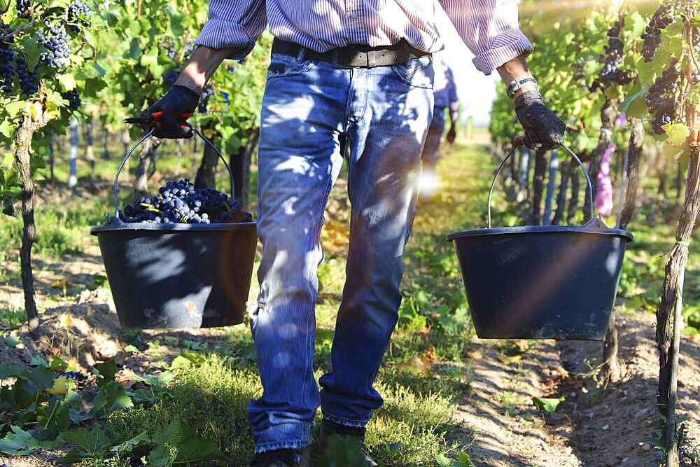 Grape grape harvest: Hand-picking Pinot Noir grapes in a vineyard in the Palatinate