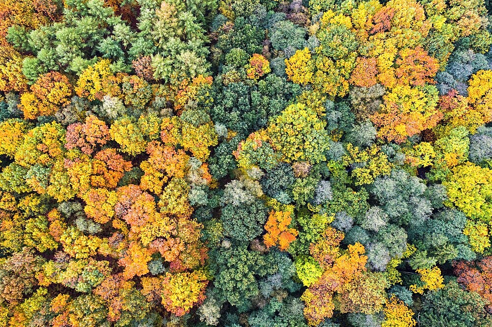 Mixed forest in autumn, colouring, aerial view, forest, autumnal, Ahlhroner Fischteiche, Niedersächsische Landesforst, Ahlhorn, Lower Saxony, Germany, Europe