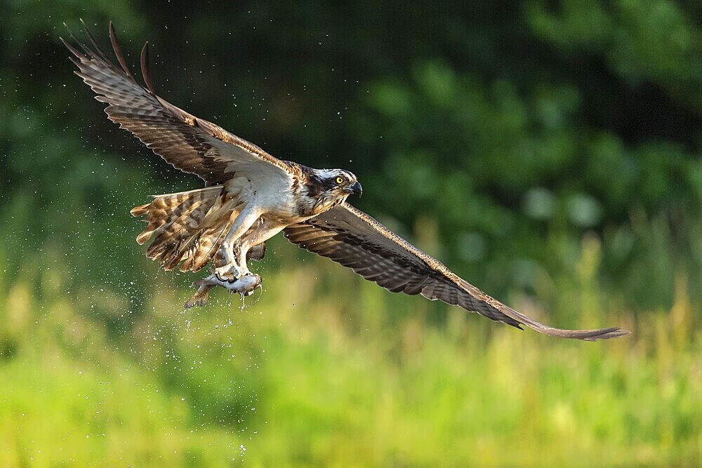 Western osprey (Pandion haliaetus) hunting, Aviemore, Scotland, Great Britain