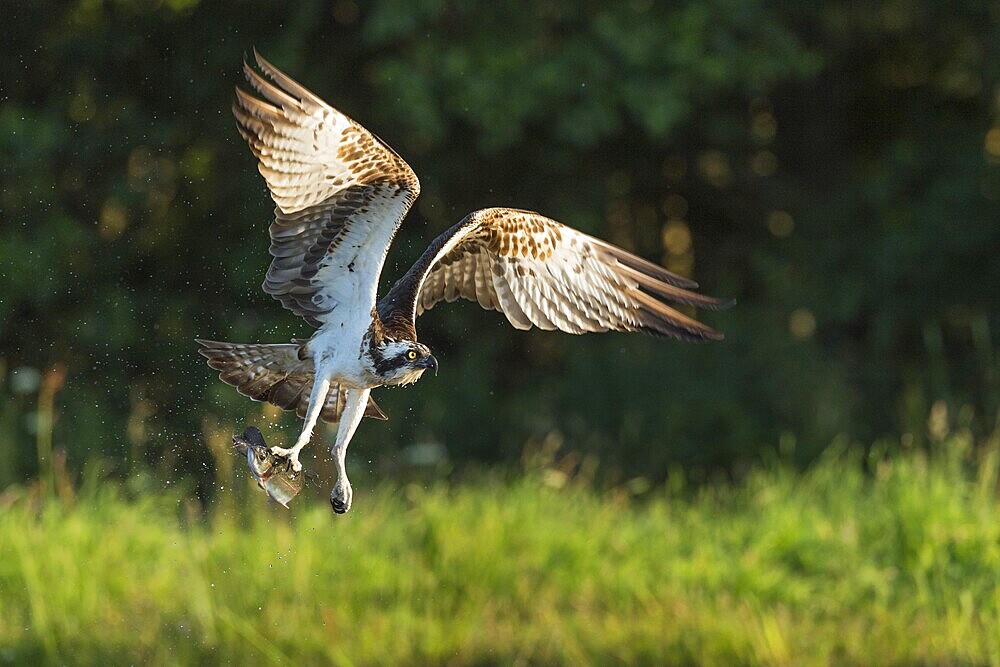 Western osprey (Pandion haliaetus) hunting with a trout, Aviemore, Scotland, Great Britain