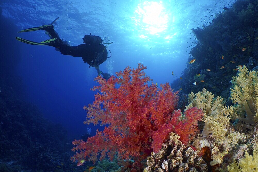 Hemprich's tree coral (Dendronephthya hemprichi) and backlit diver, Fury Shoals reef dive site, Red Sea, Egypt, Africa