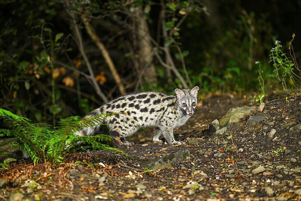 Common genet (Genetta genetta), wildlife in a forest, Montseny National Park, Catalonia, Spain, Europe