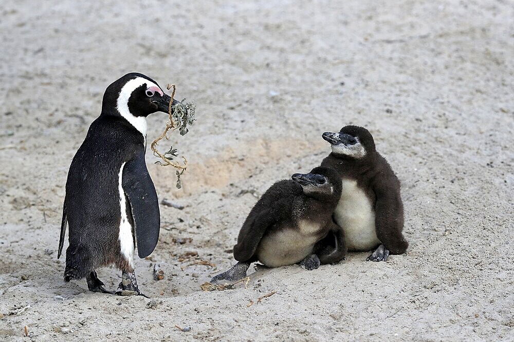 African penguin (Spheniscus demersus), adult with two chicks, nesting material, Beach, Simonstown, Western Cape, South Africa, Africa