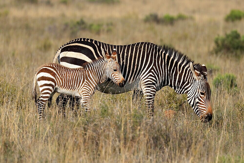 Cape Mountain Zebra (Equus zebra zebra), adult, juvenile, mother with juvenile, female, feeding, Mountain Zebra National Park, Eastern Cape, South Africa, Africa