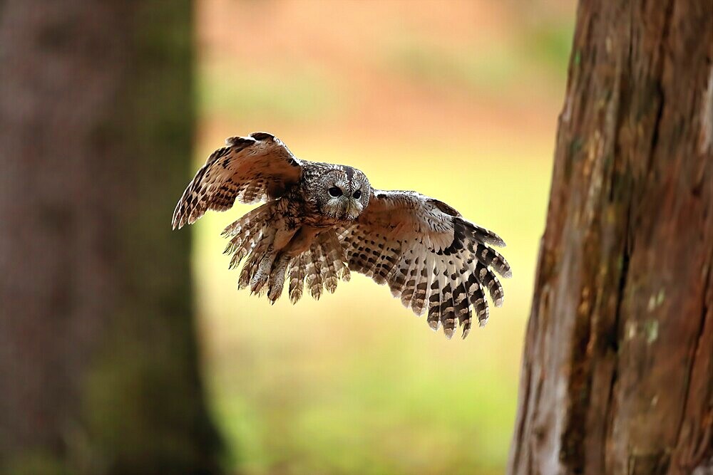 Tawny Owl (Strix aluco), adult, flying, in autumn, Šumava, Czech Republic, Europe