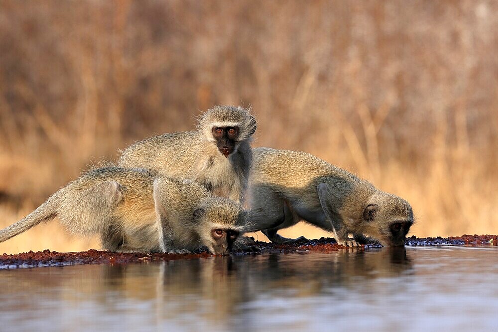 Vervet Monkey (Chlorocebus pygerythrus), adult, three animals, group, drinking, at the water, Kruger National Park, Kruger National Park, Kruger National Park South Africa