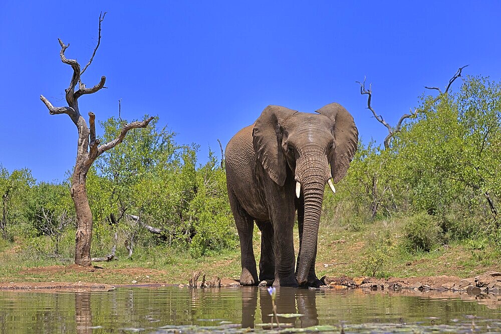 African elephant (Loxodonta africana), bull, male, at the water, drinking, Kruger National Park, Kruger National Park, South Africa, Africa