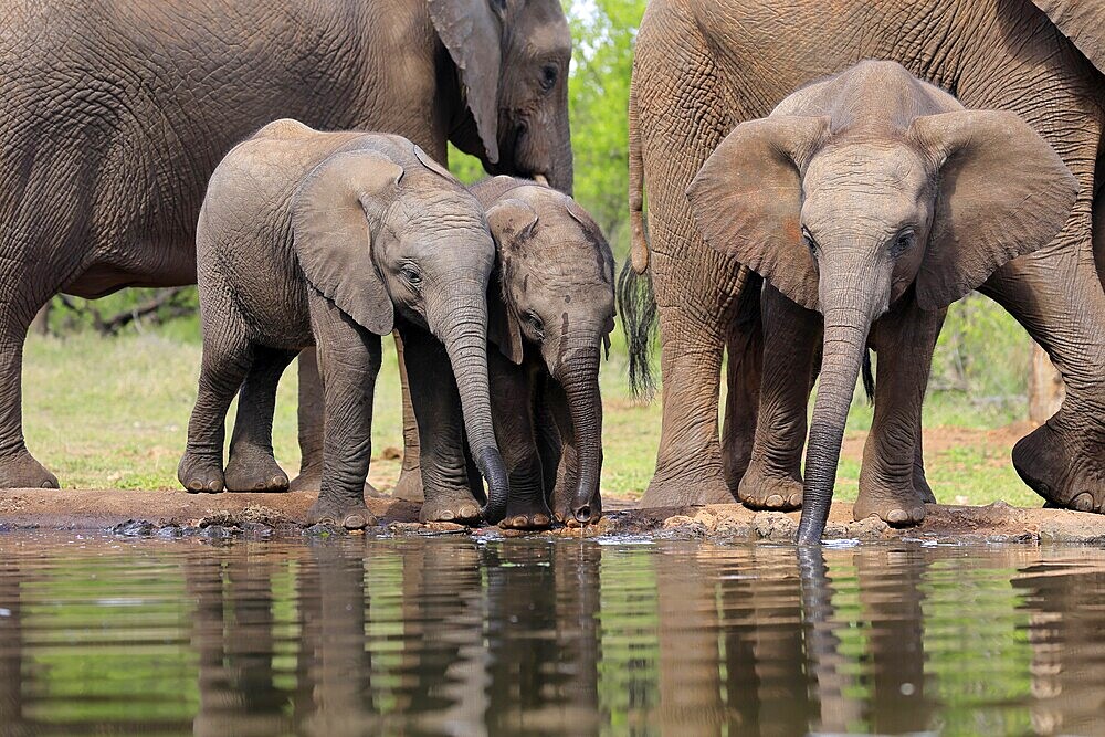 African elephant (Loxodonta africana), three young animals, at the water, drinking, group, Kruger National Park, Kruger National Park, South Africa, Africa