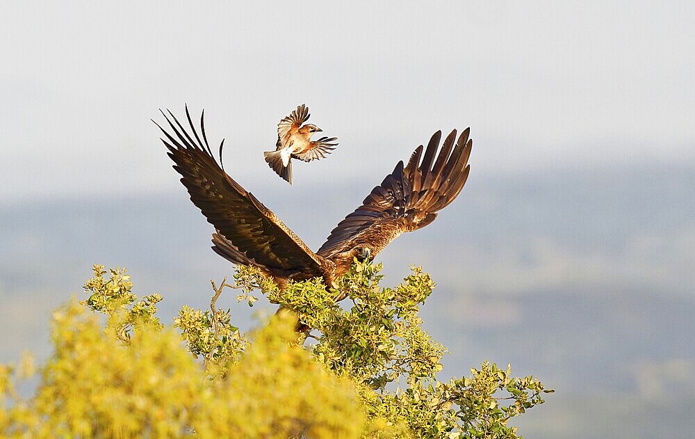 Golden eagle (Aquila chrysaetos) attacked by a jay, Extremadura, Spain, Europe